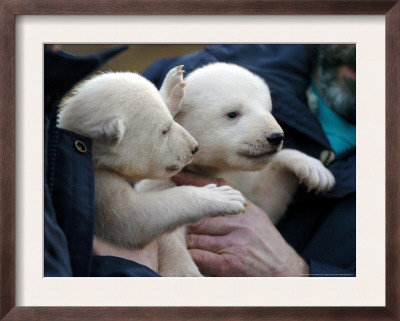 Two 7 Weeks Old Polar Bear Cubs by Frank Hormann Pricing Limited Edition Print image