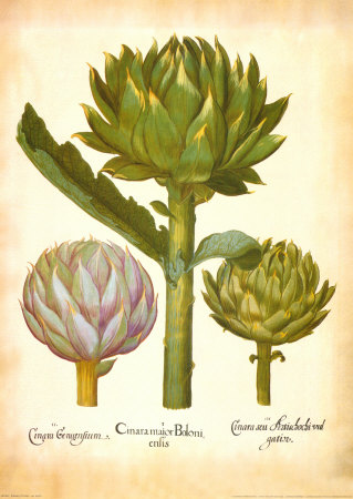 L'herbier Iv by Basilius Besler Pricing Limited Edition Print image