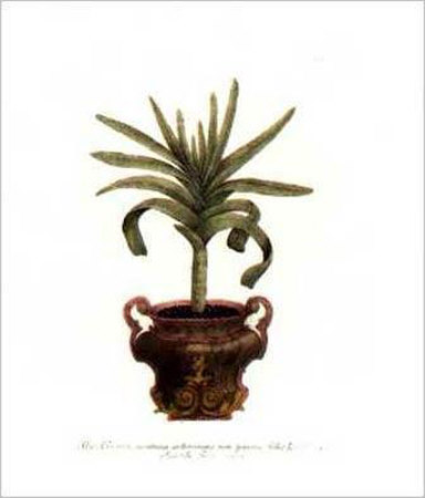 Aloe Africana Montana by Johann Wilhelm Weinmann Pricing Limited Edition Print image