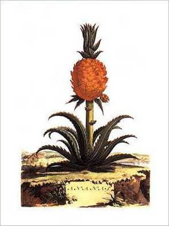 Ananas by Abraham Munting Pricing Limited Edition Print image