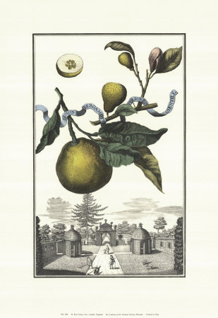Limon Bergamotto by Johann Christof Volckamer Pricing Limited Edition Print image
