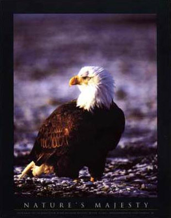 Bald Eagle by John Pezzenti Jr Pricing Limited Edition Print image