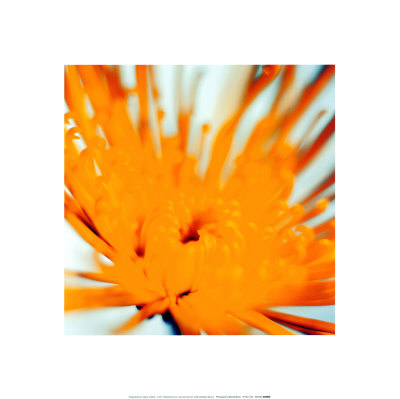 Chrysanthemum, Yellow On White by Michael Banks Pricing Limited Edition Print image