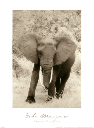 Lake Manyara Ii by Lorne Resnick Pricing Limited Edition Print image