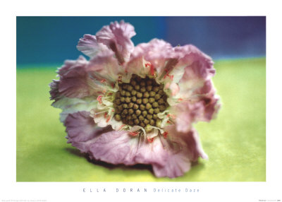 Delicate Daze by Ella Doran Pricing Limited Edition Print image