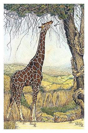 Giraffe, Reaching High by Charles L. Berry Pricing Limited Edition Print image