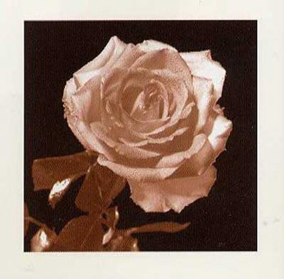 Open Rose by Klaus Mischke Pricing Limited Edition Print image