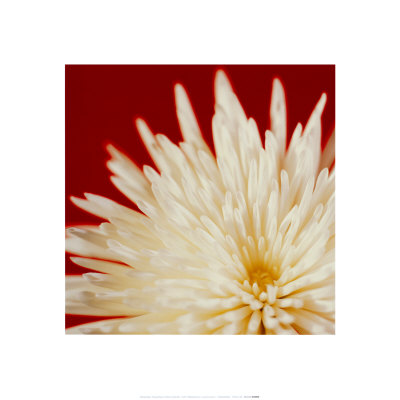 Chrysanthemum, White On Dark Red by Michael Banks Pricing Limited Edition Print image