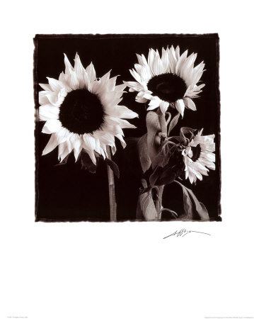 Two Sunflowers by Angelos Zimaras Pricing Limited Edition Print image