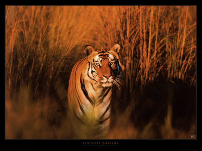 Panthera Tigris (Tiger) by Francois Savigny Pricing Limited Edition Print image