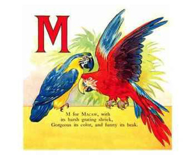 Macaw by William Stecher Pricing Limited Edition Print image