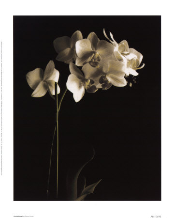 Orchid Study I by Dianne Poinski Pricing Limited Edition Print image