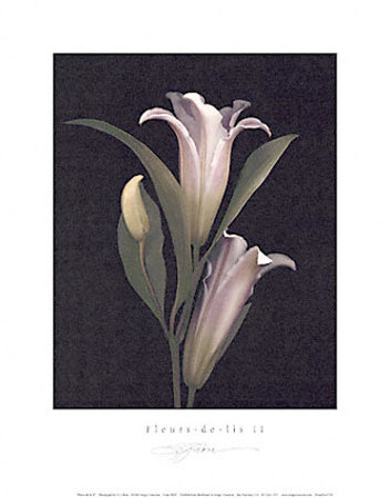 Fleurs-De-Lis Ii by S. G. Rose Pricing Limited Edition Print image