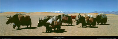 Yak In West Tibet by D. Camisasca Pricing Limited Edition Print image