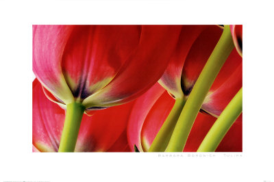 Tulipa by Barbara Bordnick Pricing Limited Edition Print image
