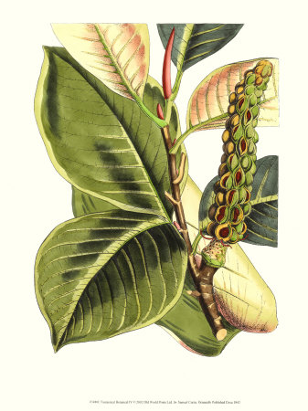 Fantastical Botanical Iv by Samuel Curtis Pricing Limited Edition Print image