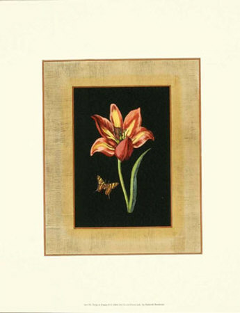 Tulip In Frame Ii by Deborah Bookman Pricing Limited Edition Print image