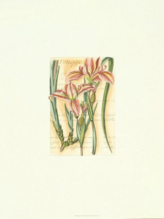 French Iris by Samuel Curtis Pricing Limited Edition Print image