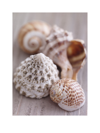 Shell Collection by Lauren Floodgate Pricing Limited Edition Print image