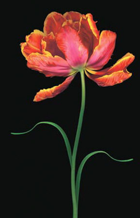 Tulipa: Tulip Fantasy I by Joson Pricing Limited Edition Print image