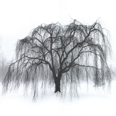 Weeping Tree by Harold Silverman Pricing Limited Edition Print image