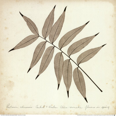 Pistacia Leaf by Booker Morey Pricing Limited Edition Print image