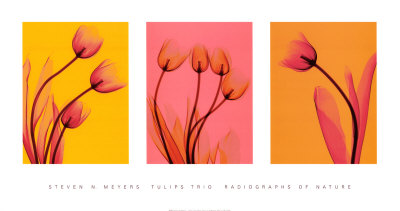 Tulips Trio by Steven N. Meyers Pricing Limited Edition Print image