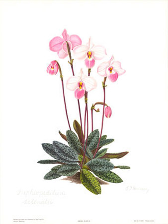 Orchid, Plate Iii by Esme Hennessy Pricing Limited Edition Print image