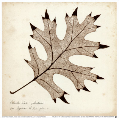 Black Oak Leaf by Booker Morey Pricing Limited Edition Print image