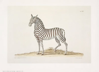 Zebra by George Wolfgang Knorr Pricing Limited Edition Print image