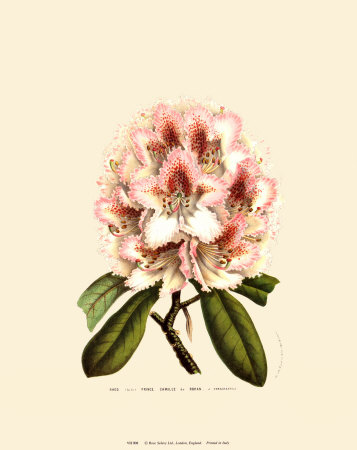 Pink Rhododendron by Francois Van Houtte Pricing Limited Edition Print image