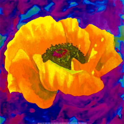 Yellow Poppy by Yvonne Dulac Pricing Limited Edition Print image