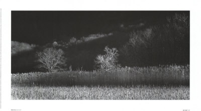Winter Trees by Brian Kosoff Pricing Limited Edition Print image