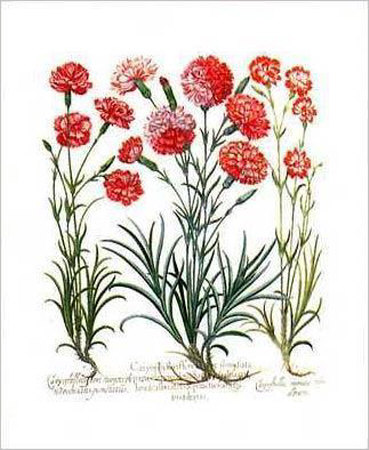 Carnations Ii by Basilius Besler Pricing Limited Edition Print image