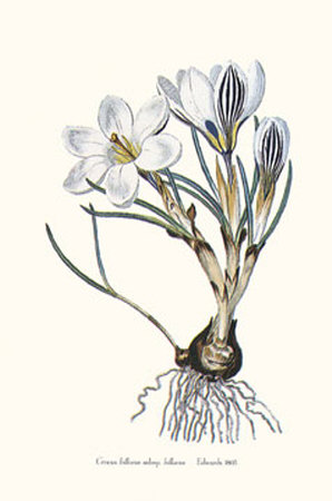 Crocus Biflorus by John Edwards Pricing Limited Edition Print image