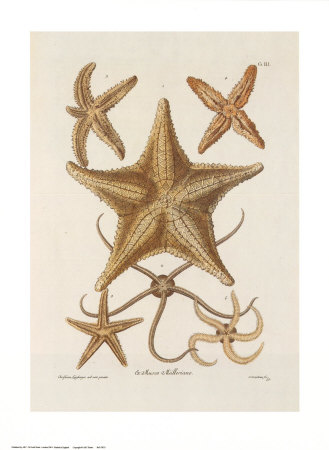 Starfish by George Wolfgang Knorr Pricing Limited Edition Print image