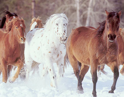 Horses In Snow by Ron Kimball Pricing Limited Edition Print image