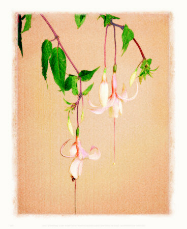Fuchsia by Gregg Pricing Limited Edition Print image
