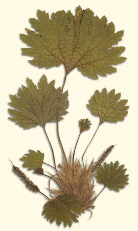 Gunnera I by Dr. Robert J. Thornton Pricing Limited Edition Print image