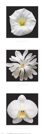 Blossoms In White by Anthony Matos Pricing Limited Edition Print image