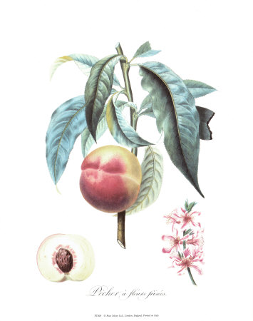 Peach by Pierre-Antoine Poiteau Pricing Limited Edition Print image