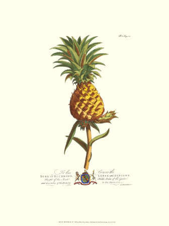 Royal Botanical Ii by Georg Dionysius Ehret Pricing Limited Edition Print image