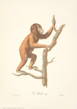 Monkeys: Le Jocko by Jean-Baptiste Audebert Pricing Limited Edition Print image