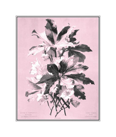 Dussurgey Ellebore On Pink by Dussurgey Pricing Limited Edition Print image