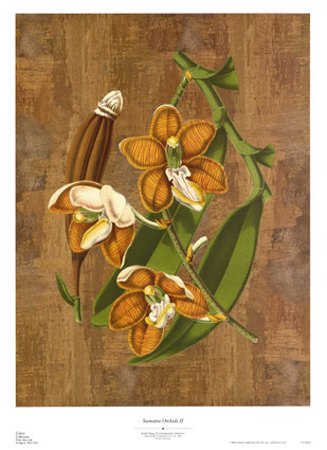 Sumatra Orchids Ii by Emily Sung Pricing Limited Edition Print image