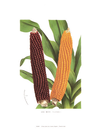 Corn by Francois Van Houtte Pricing Limited Edition Print image