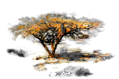Trees Alive Ii by Ynon Mabet Pricing Limited Edition Print image