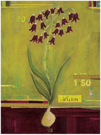 Allium Whimsy by Sandrine Gayet Pricing Limited Edition Print image