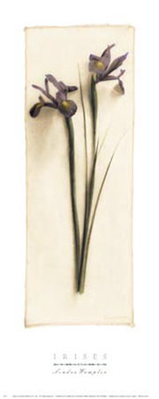 Irises by Sondra Wampler Pricing Limited Edition Print image