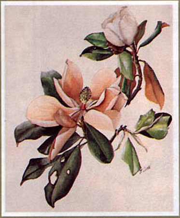 Summer Magnolia by Barbara Long Pricing Limited Edition Print image
